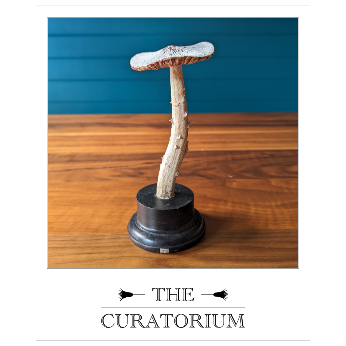 Antique painted wood botanical model of a mushroom