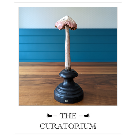 Antique painted wood botanical model of a mushroom