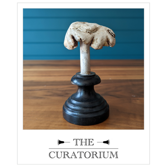 Antique painted wood botanical model of a mushroom
